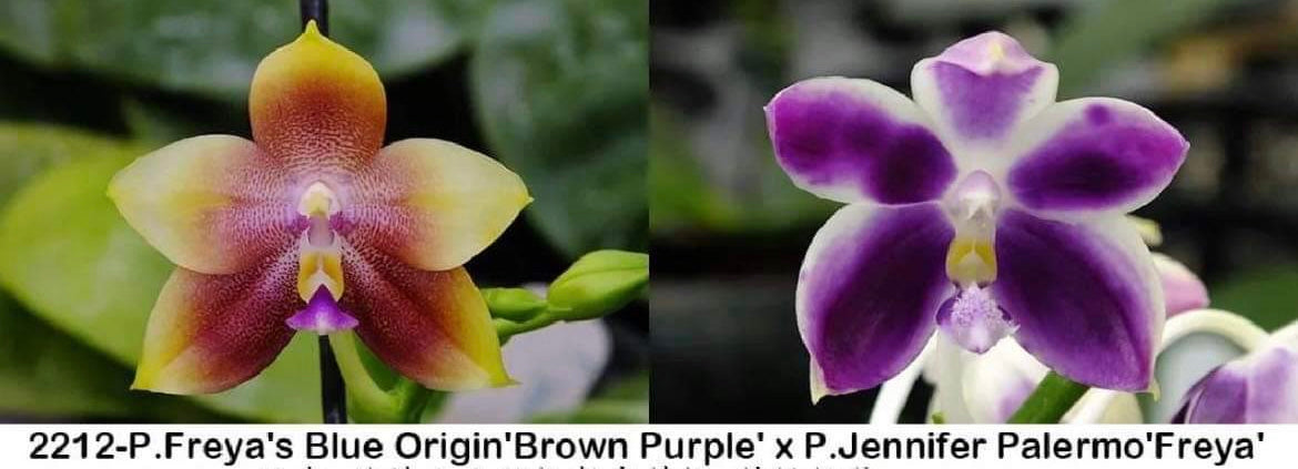 Phal. Freya's Blue Origin'Brown Purple' x P. Jennifer Palermo 'Freya'