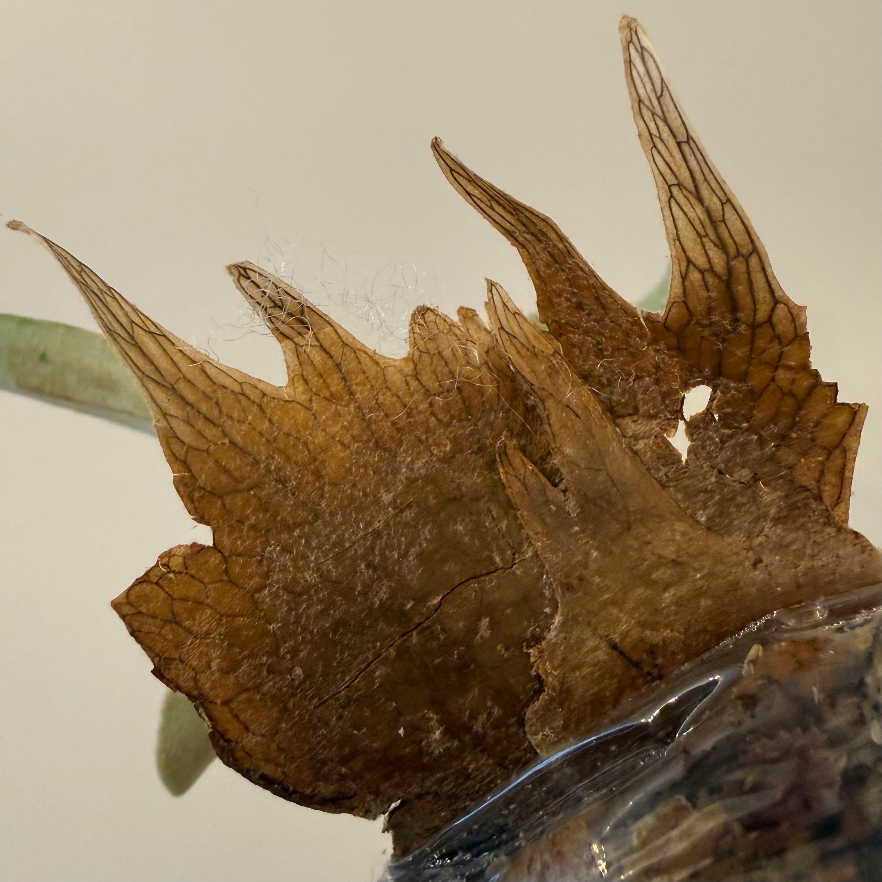 Platycerium Hakuna Matata - Platycerium Plant Sale – HCorchids