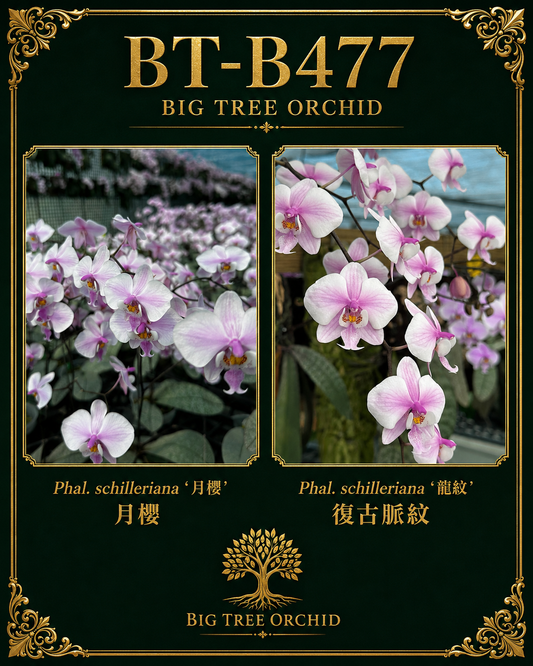 Phalaenopsis schilleriana (月樱 x 龍纹复古脈纹)