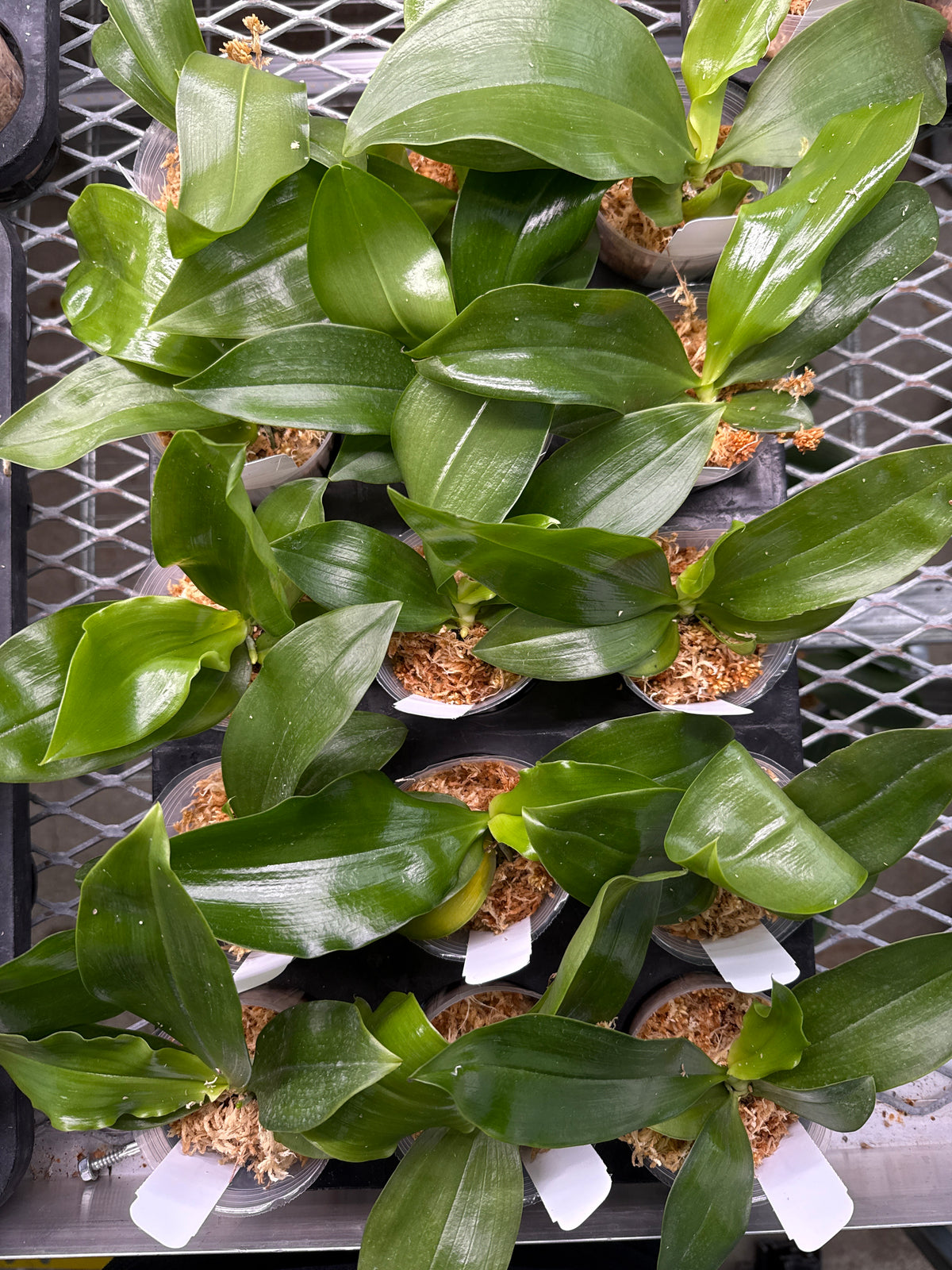 Phalaenopsis modesta x sib