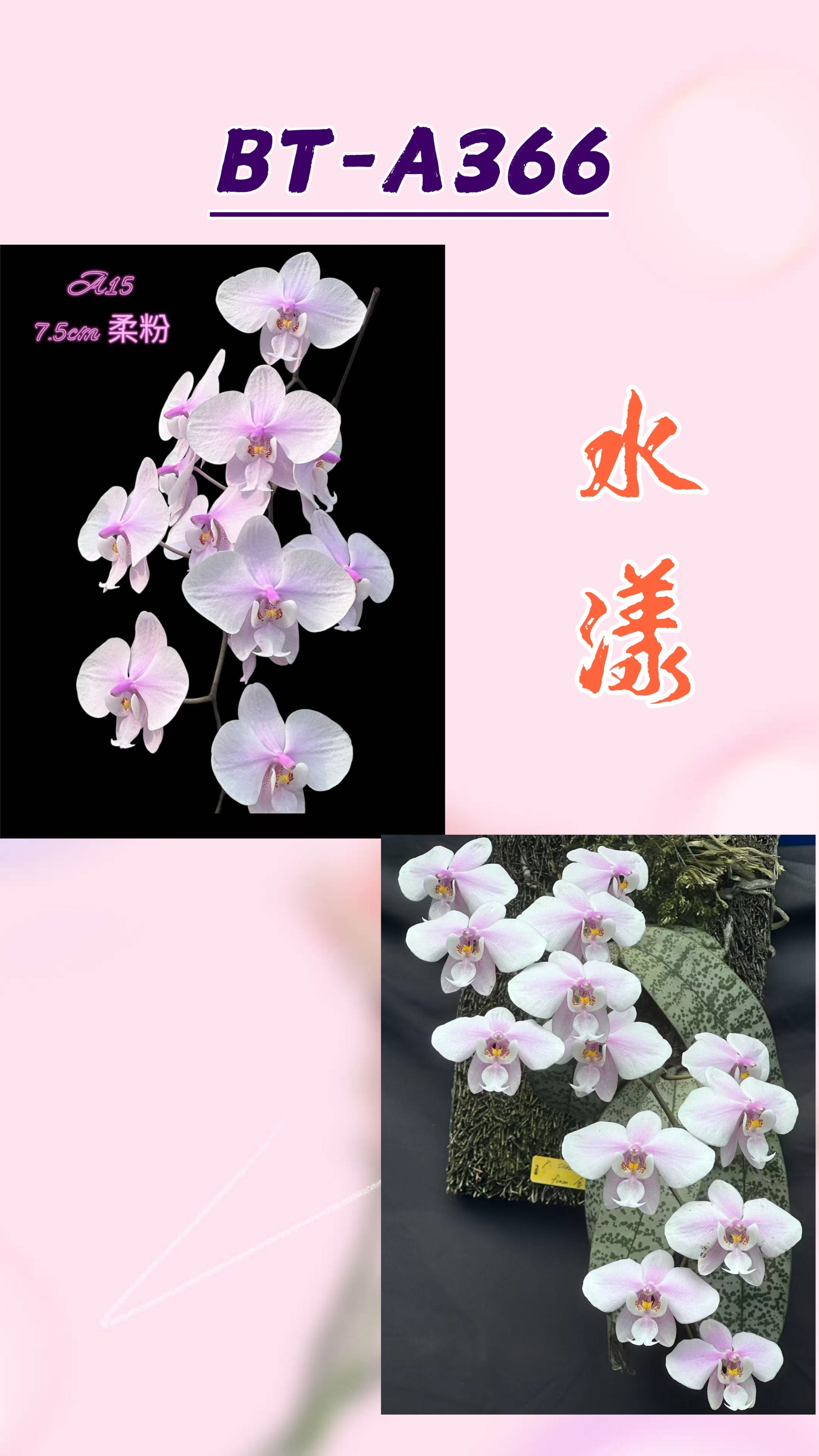 Phalaenopsis schilleriana orchid with white and pink blooms, shipped in pot