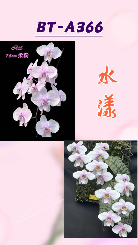 Phalaenopsis schilleriana orchid with white and pink blooms, shipped in pot
