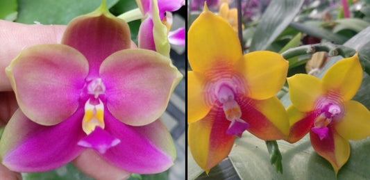 Phalaenopsis Bangkok BKH 2016