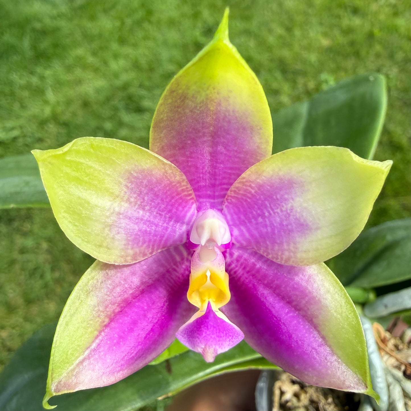 Phalaenopsis Mituo Blue Sphinx