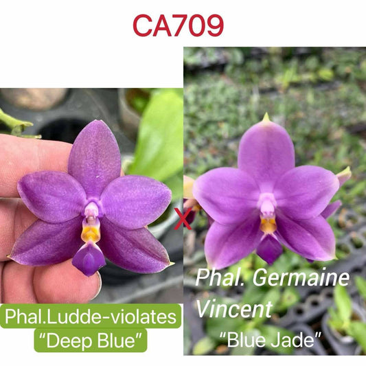 CA709 - Phal. Ludde-Violates "Deep Blue" x Phal. Germaine Vincent "Blue Jade"