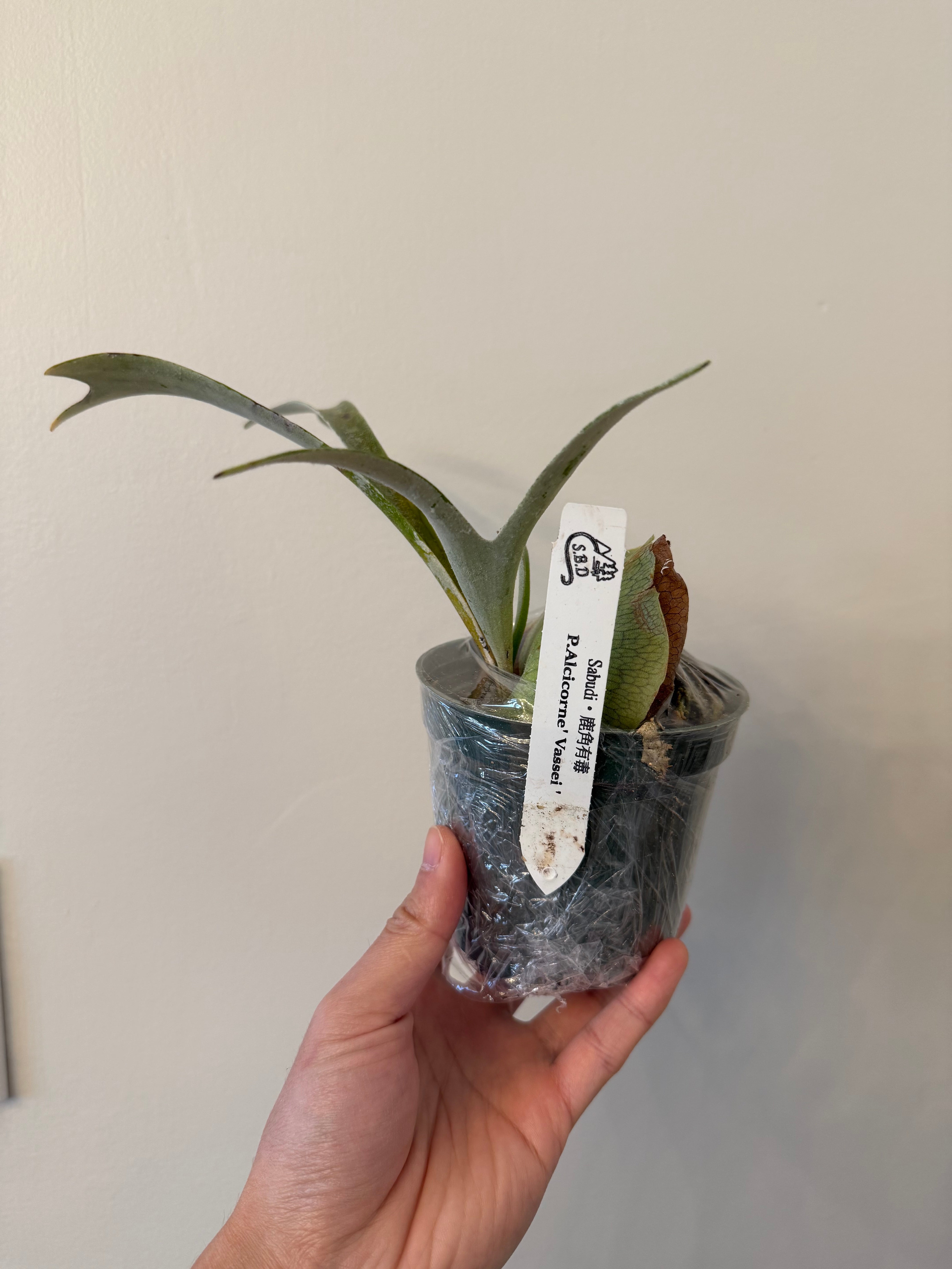 Platycerium alcicorne Plant 'Vassei'-Spore Plant | Vivid Fronds Platycerium alcicorne Plant 'Vassei'-Spore Plant | Vivid Fronds