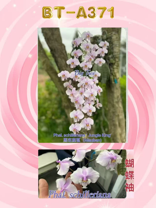 Pink Phalaenopsis orchid flowers on tree