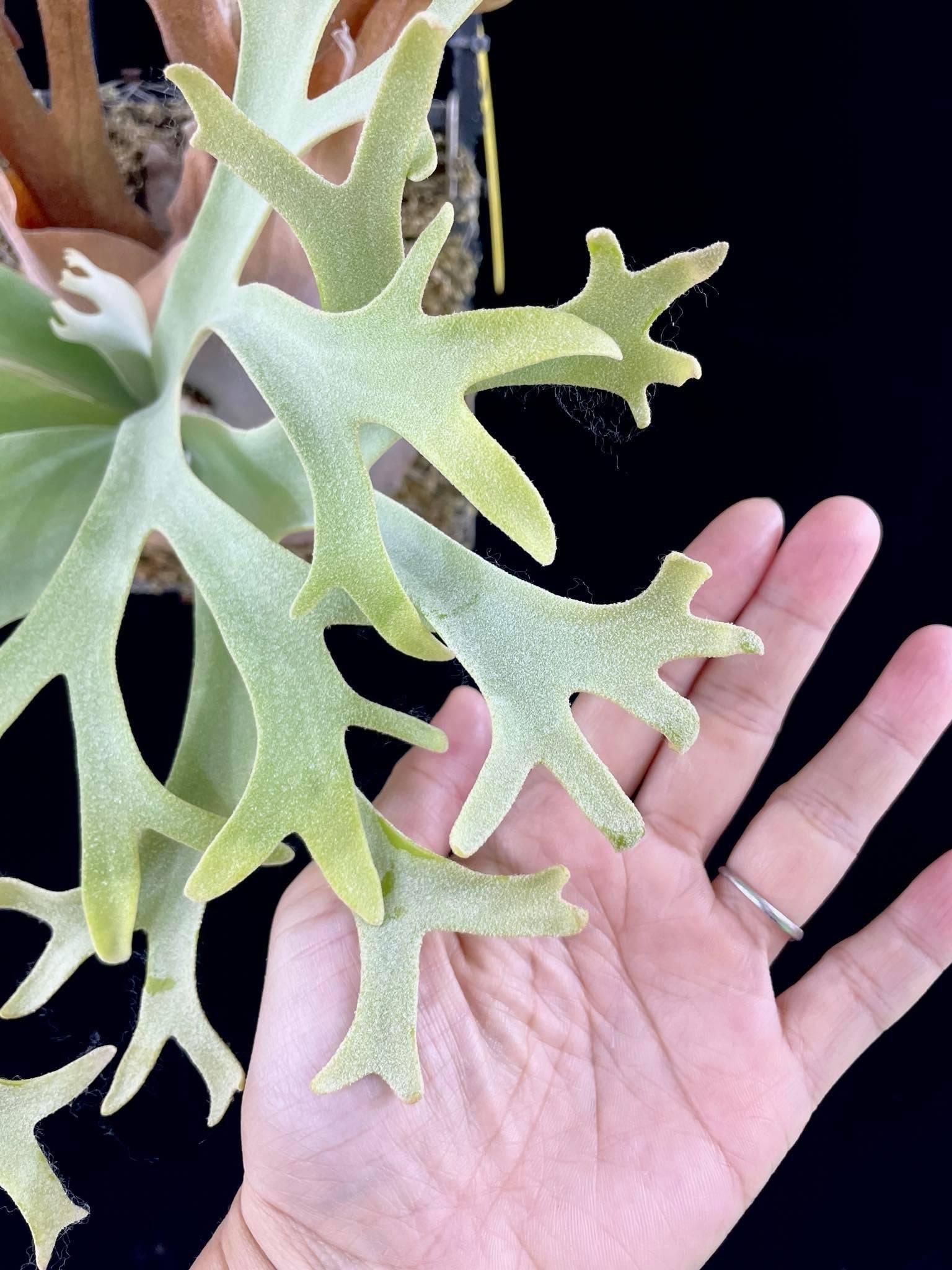 Person holding Dwarf Platycerium Willinckii with ruler for size reference