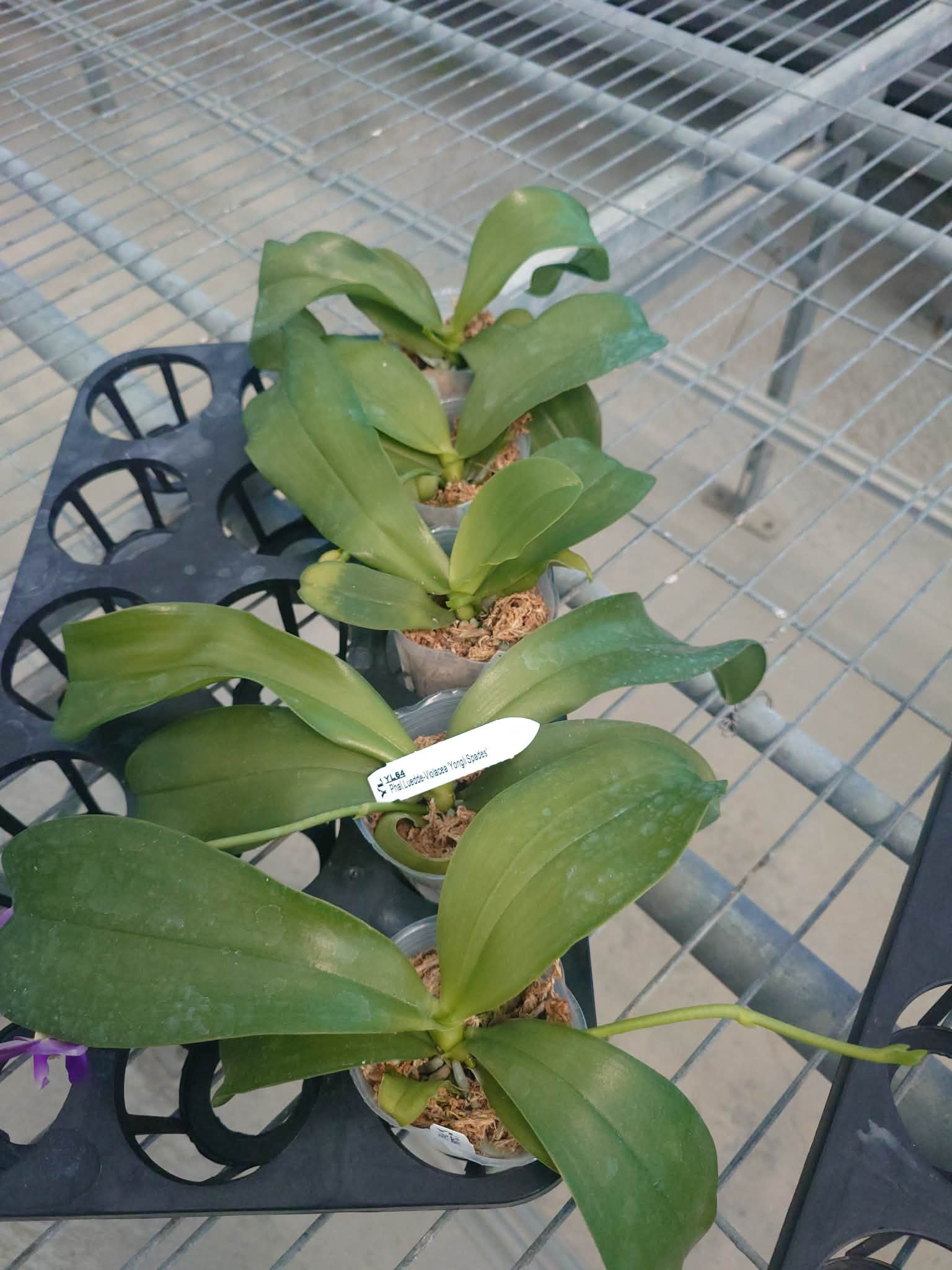 HCorchids