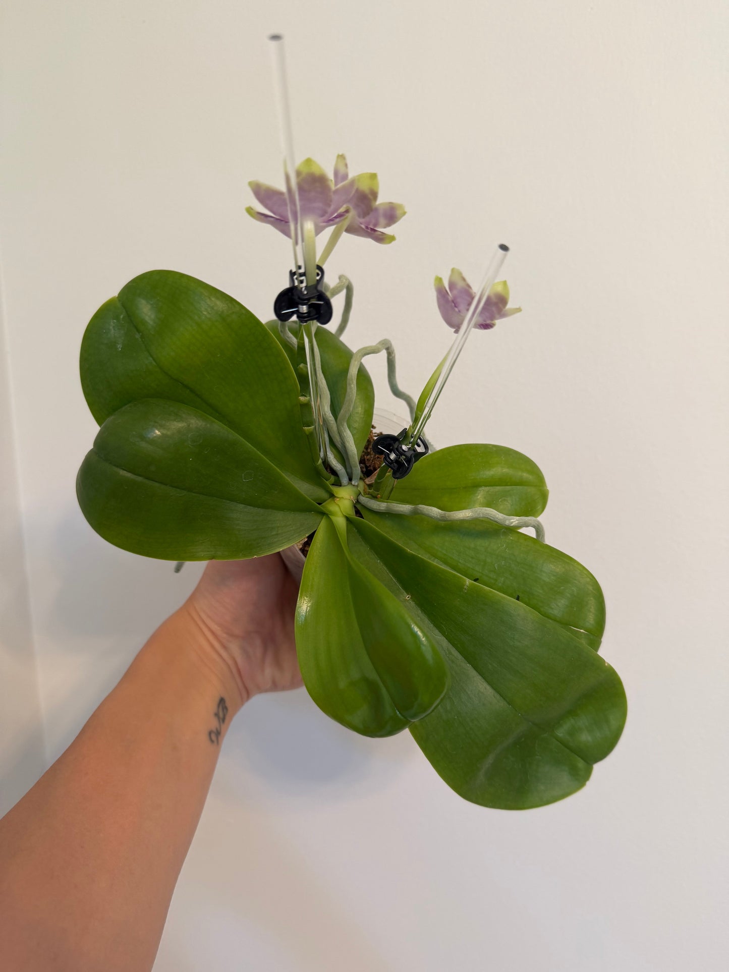 Phal. Mituo Golden Solar
