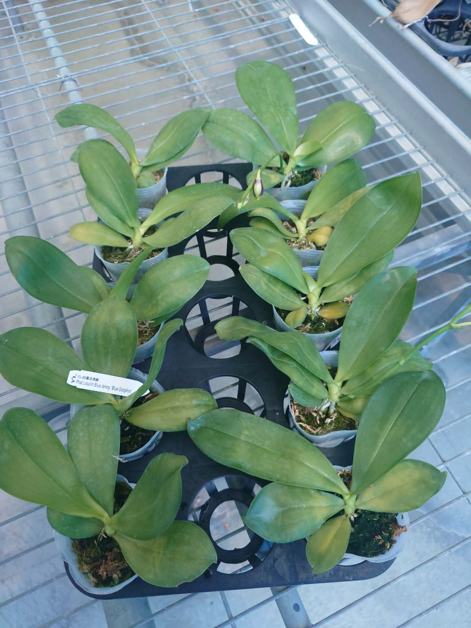 HCorchids