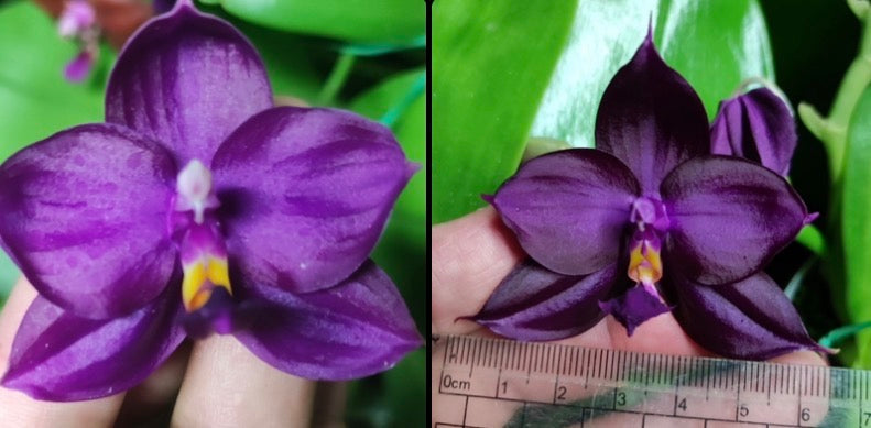 Purple Phalaenopsis orchid seedling with green leaves