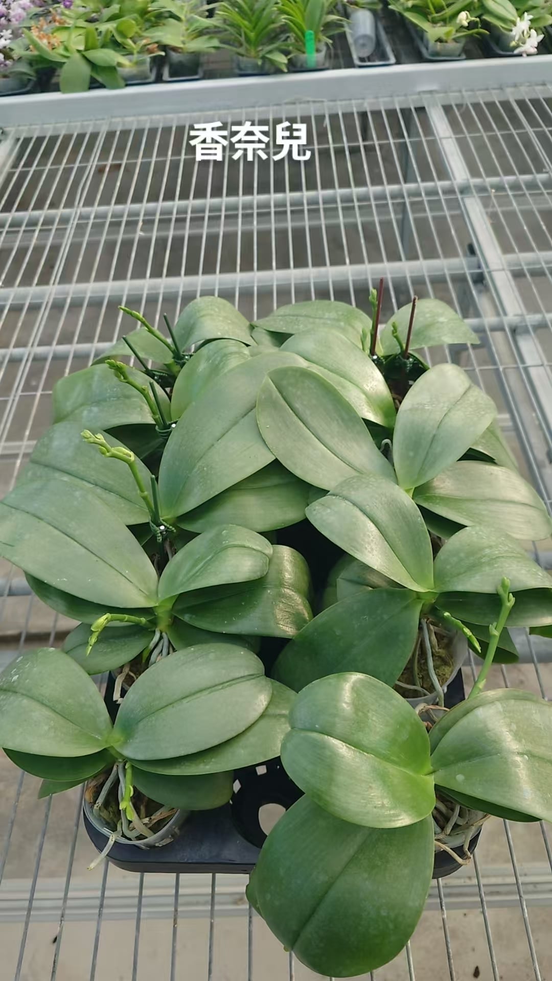 Phalaenopsis Sanho Chanel orchid plants with healthy green leaves and emerging flower spikes, ready for blooming in nursery trays.