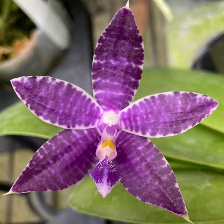 Phal. Mainshow Blue Tint dark blue x Mituo Princess 'MO-511'