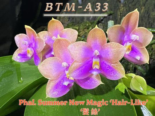 Pink and purple Phalaenopsis orchid with water droplets