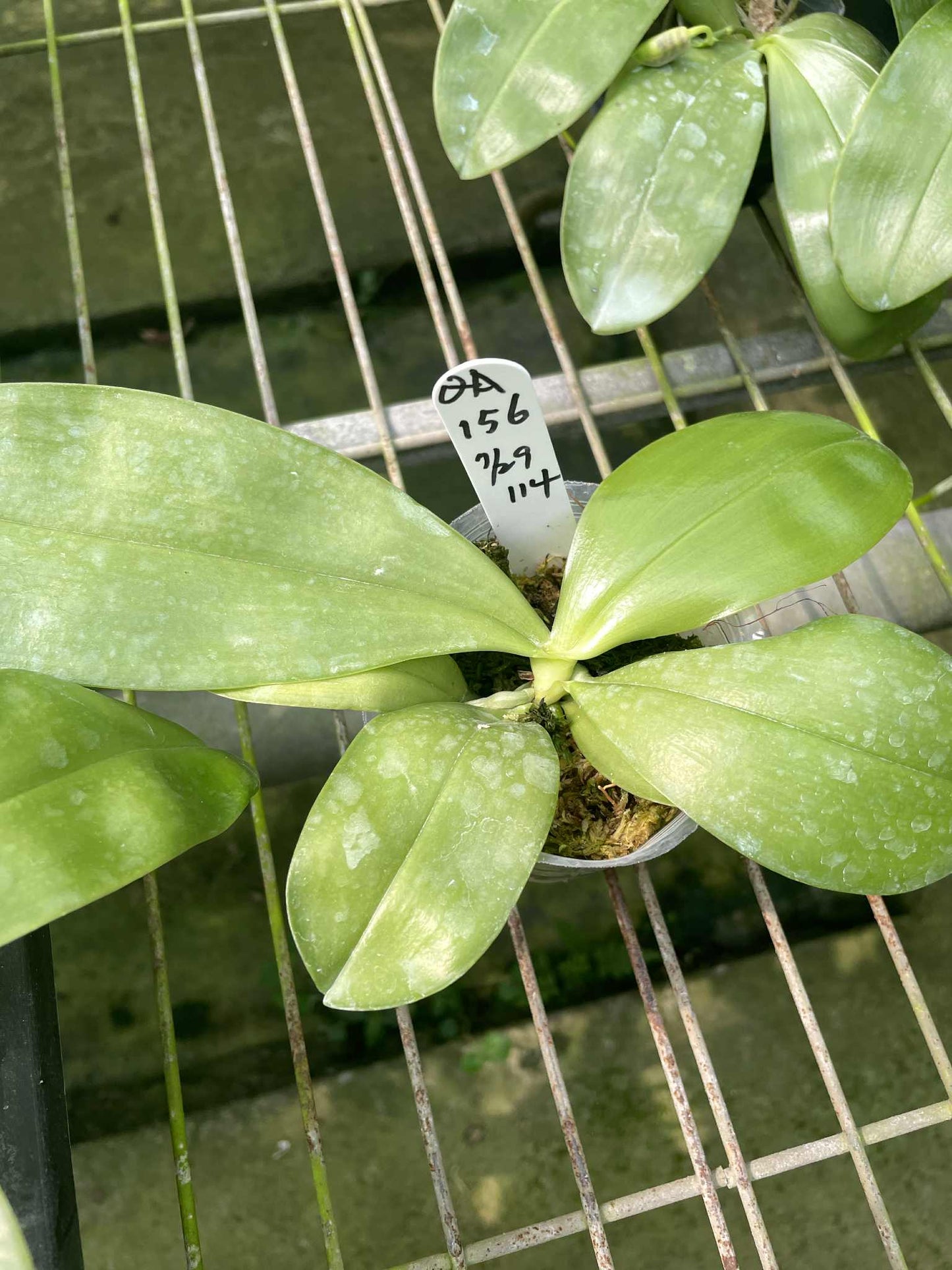 QA156 Phal. Mainshow Sappire x Phal. Jennifer Palomer splash