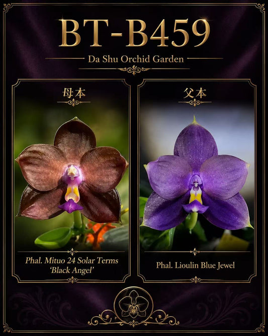 Phalaenopsis BT Black Jack