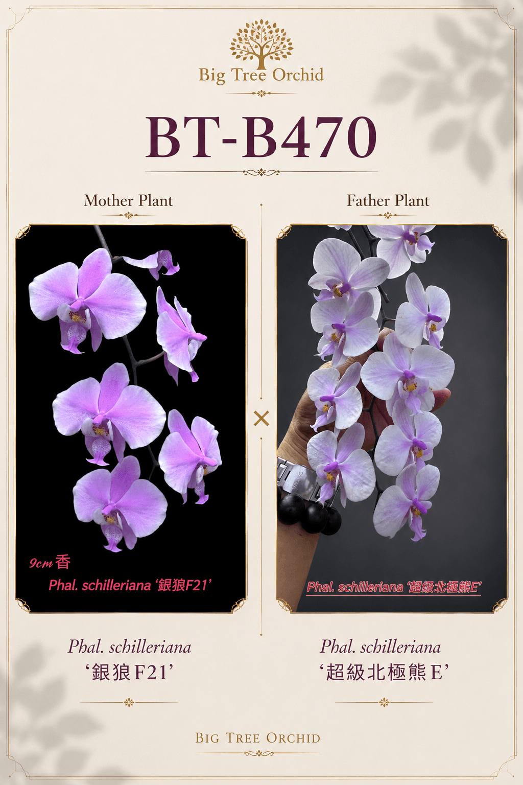 Phalaenopsis schilleriana (F21 x Super Polar Bear E)