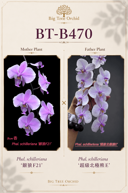 Phalaenopsis schilleriana (F21 x Super Polar Bear E)