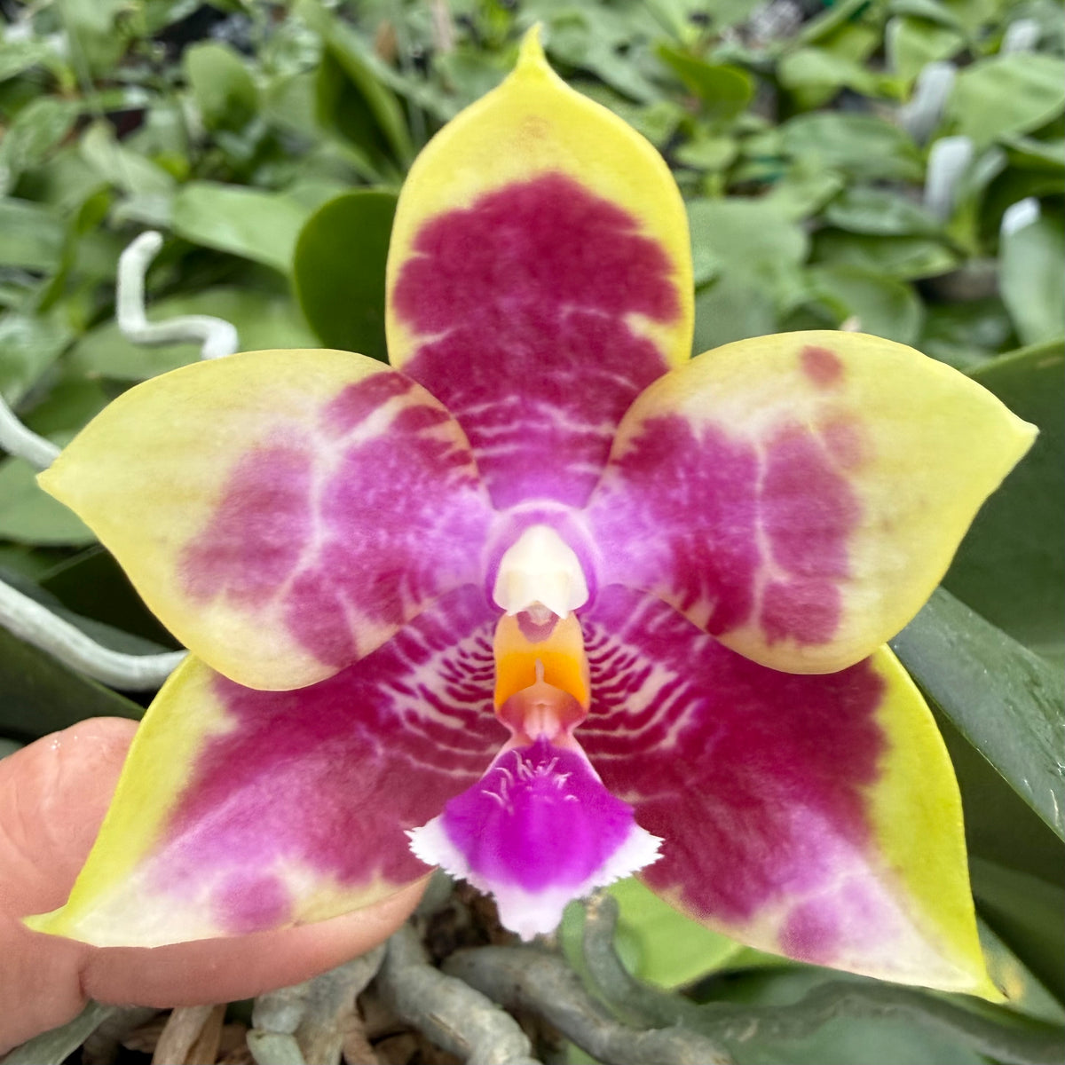 Phalaenopsis Chienlung Sweetheart