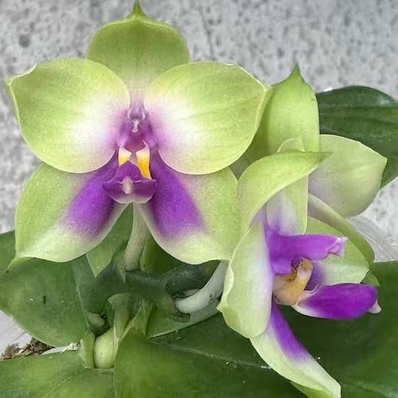 Phal.bellina v.coerulea select#20