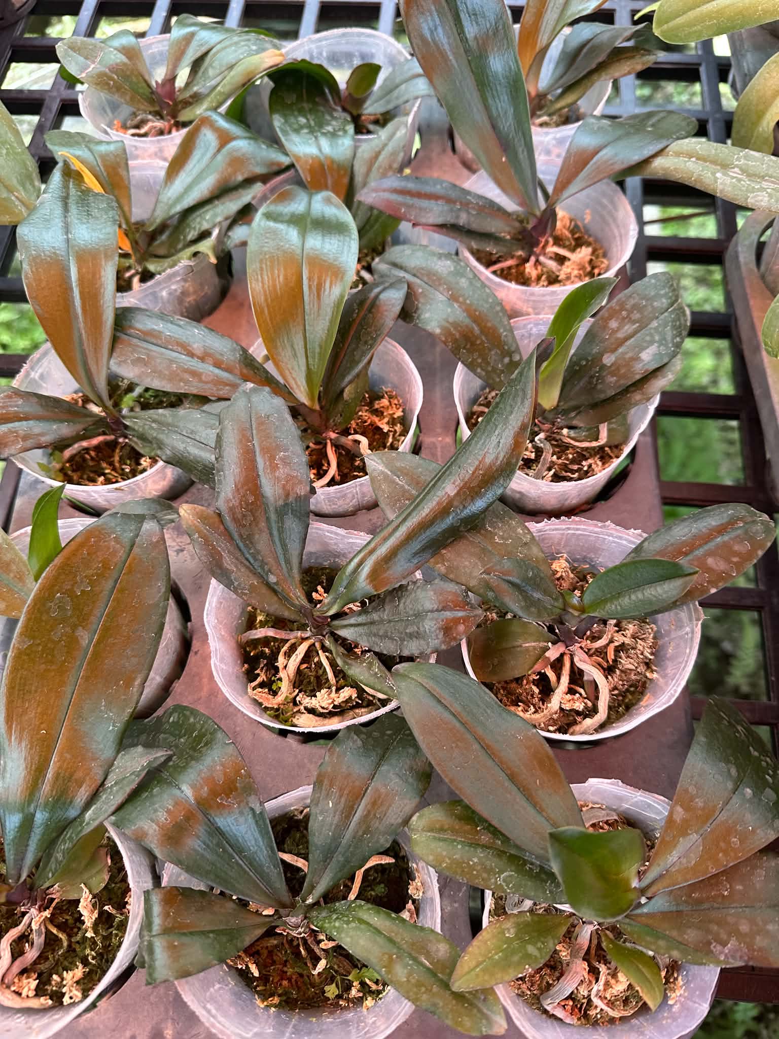 HCorchids