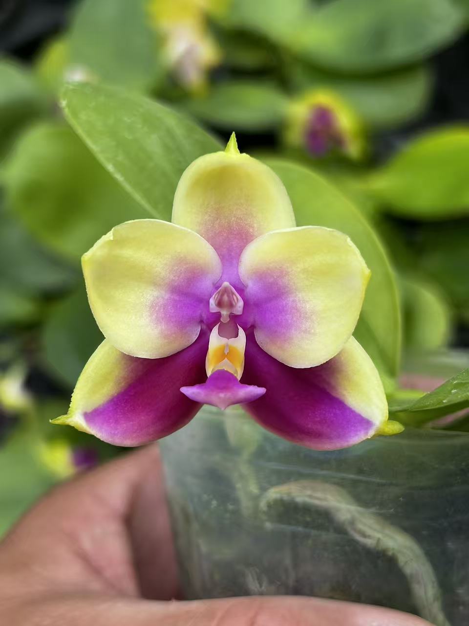 Pink and purple hybrid Phalaenopsis orchid flower