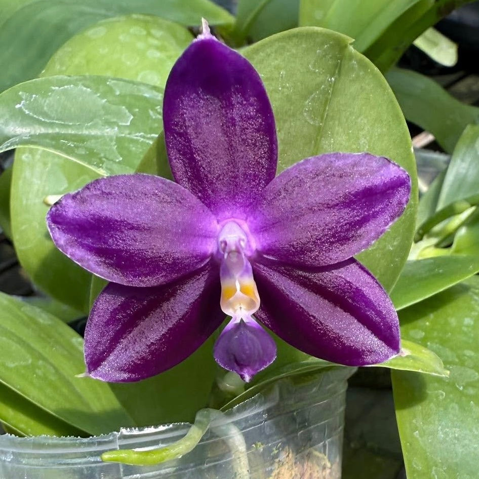 QA117-Phal. Norman's Blue Jennifer #2 blue x Phal. Mainshow Blue Elf #1
