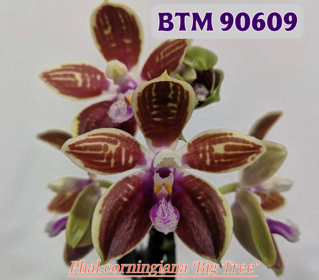 Phalaenopsis corningiana ‘Big Tree’ orchid with striped petals and purple lip