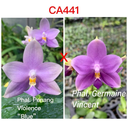 CA441 - Phal. Penang Violence "Blue" x Phal. Germaine Vincent