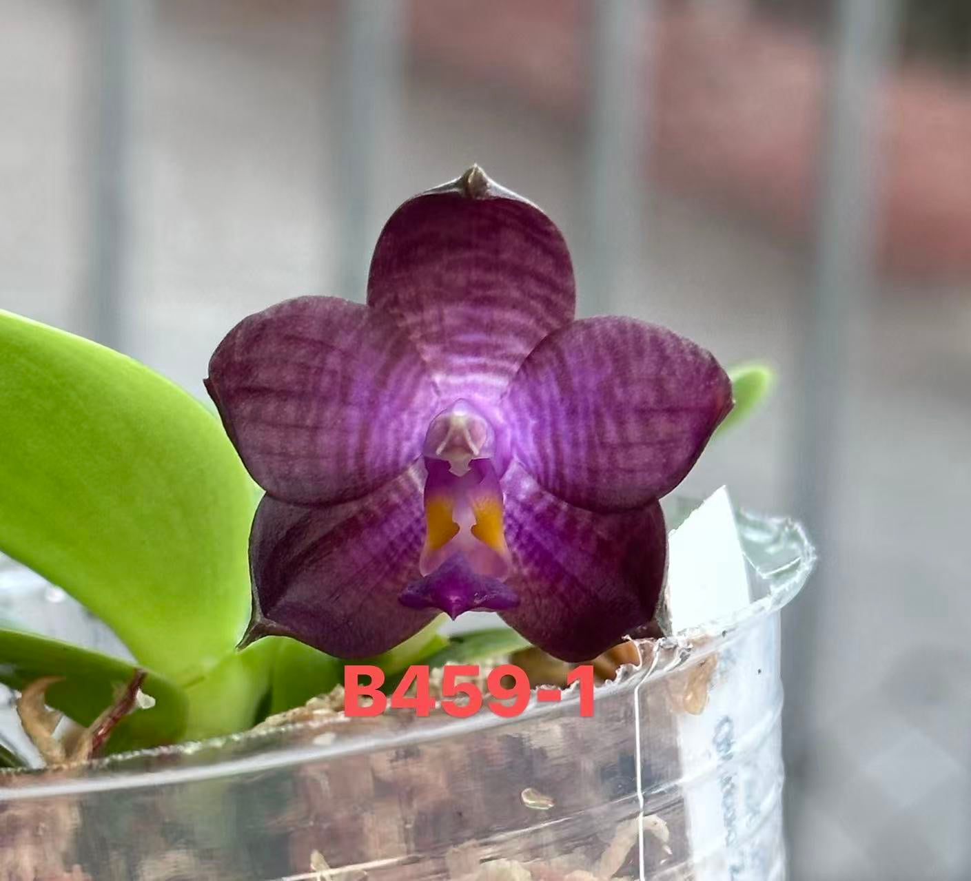 Purple orchid flower in pot with gray background