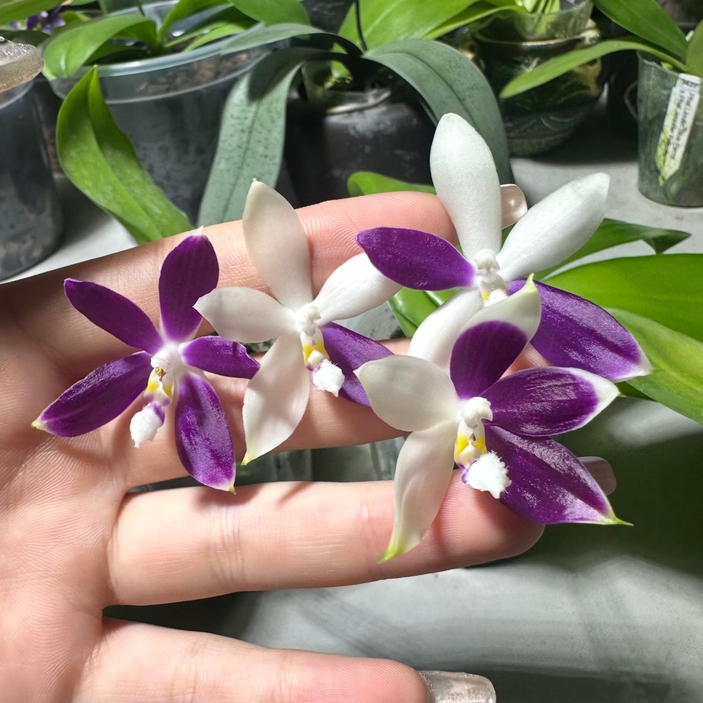 Hand holding Phalaenopsis Lioulin Blue Jenny ‘Blue Dragonfly’ blooms, highlighting the orchid’s unique bicolor petals and compact size.