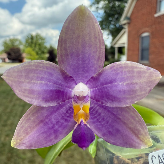 Phalaenopsis Blue Orchid Seedling in Bloom CA441 showing a vibrant purple flower with yellow and white center, ideal for home gardens.