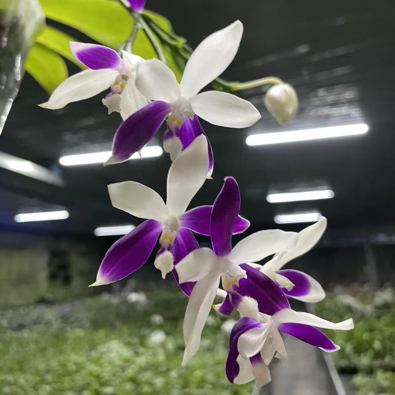 Phalaenopsis Lioulin Blue Jenny ‘Blue Dragonfly’ orchid with white and violet petals in bloom, showcasing strong fragrance. Ideal for indoor plant lovers.