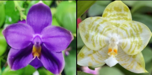 BKH2369 - Phal. (Penang Jewel X (Yaphon Super Jaguar x Samera)) ‘雙梗深藍圓’ x Phal. Mituo Golden Tiger ‘White Tiger’