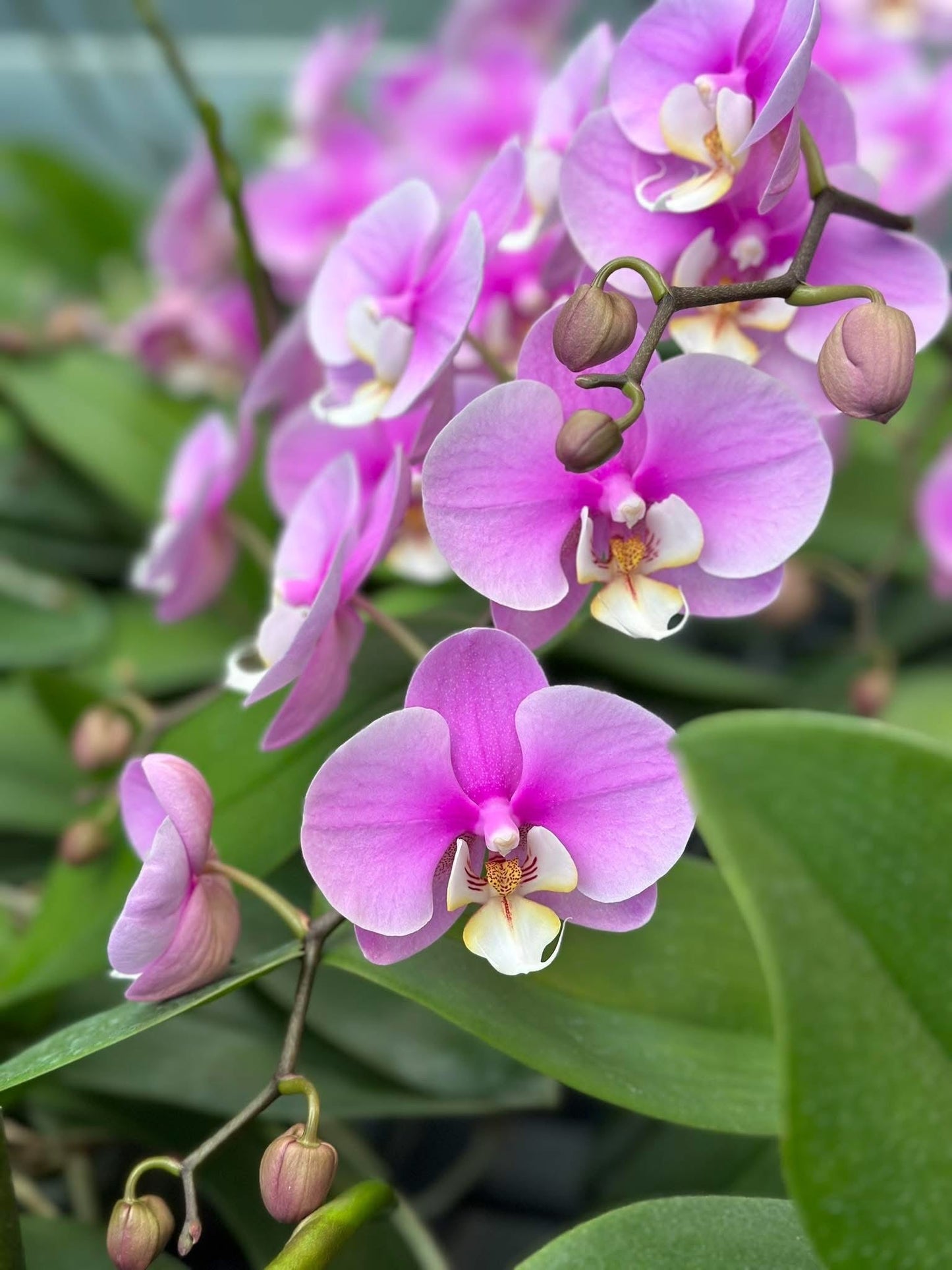Pink Phalaenopsis orchid with buds and blooms