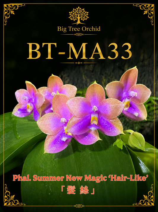 Phalaenopsis Summer New Magic
