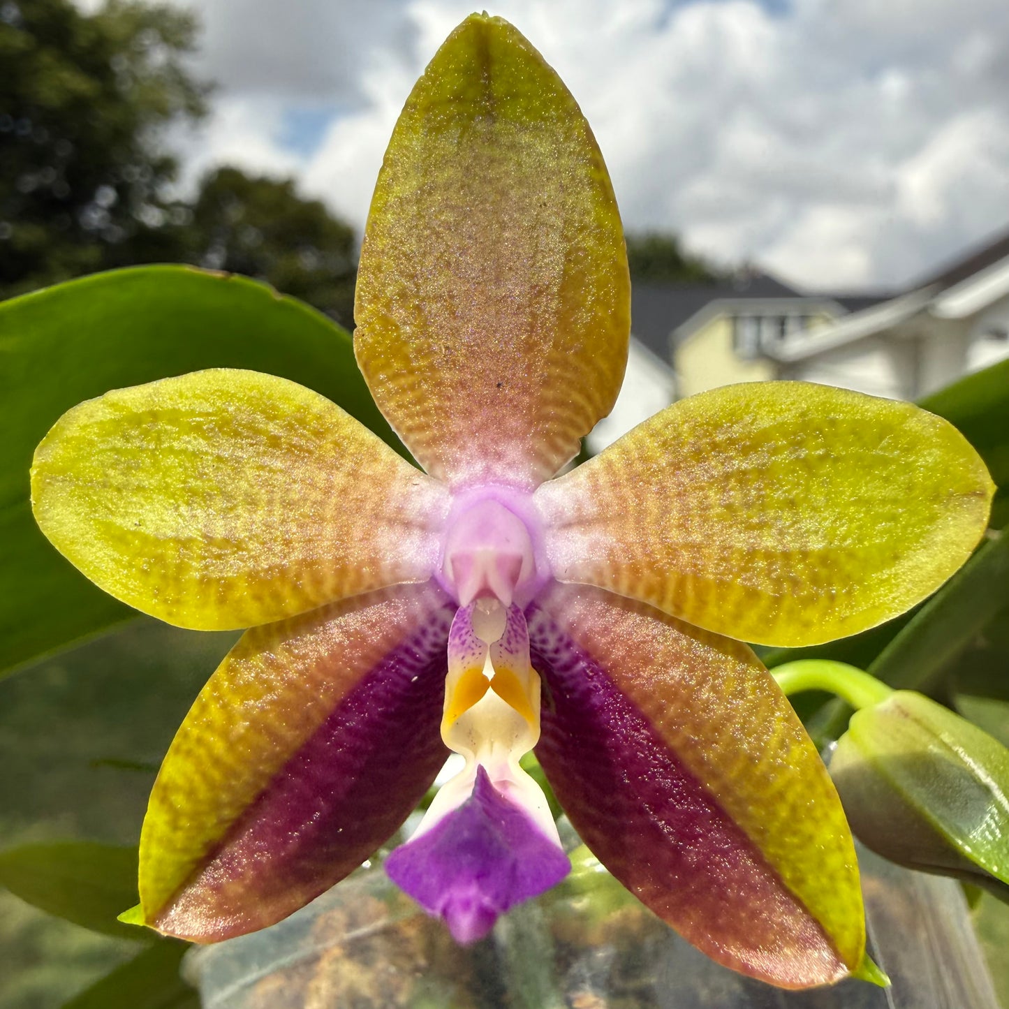 QA081-Phal. Smiley Bluebird x Phal .Mituo Princess 'Blue Jewel'