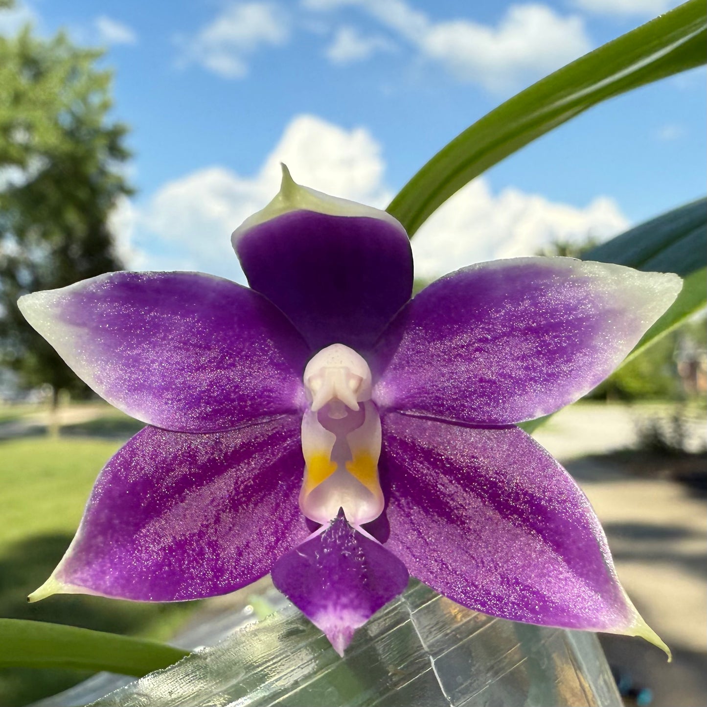 QA117-Phal. Jennifer Palermo X Phal. Mainshow Blue Elf