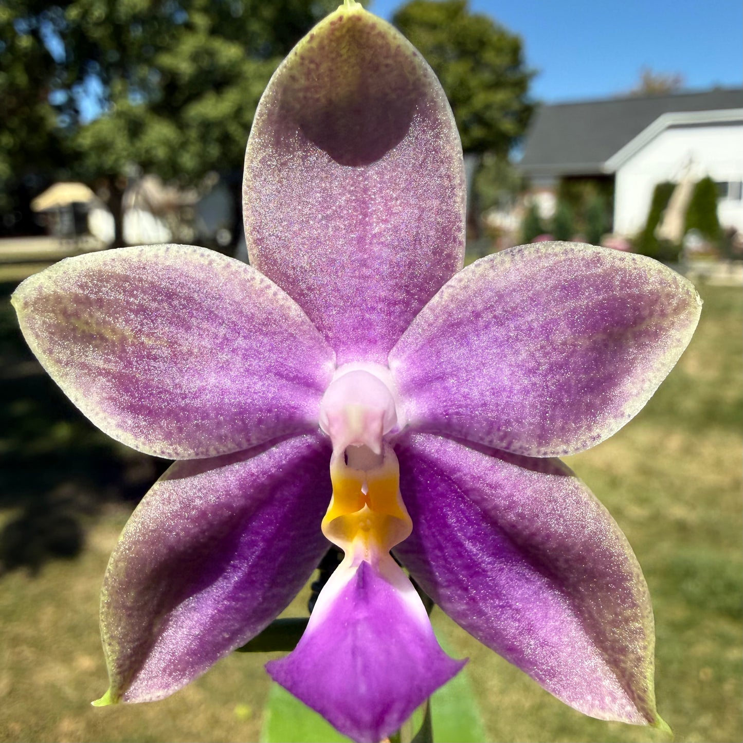 CA714 - Phal. Yaphon Blue Jewel x Phal. Yang Yang Blue Bellina