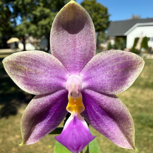 CA714 - Phal. Yaphon Blue Jewel x Phal. Yang Yang Blue Bellina