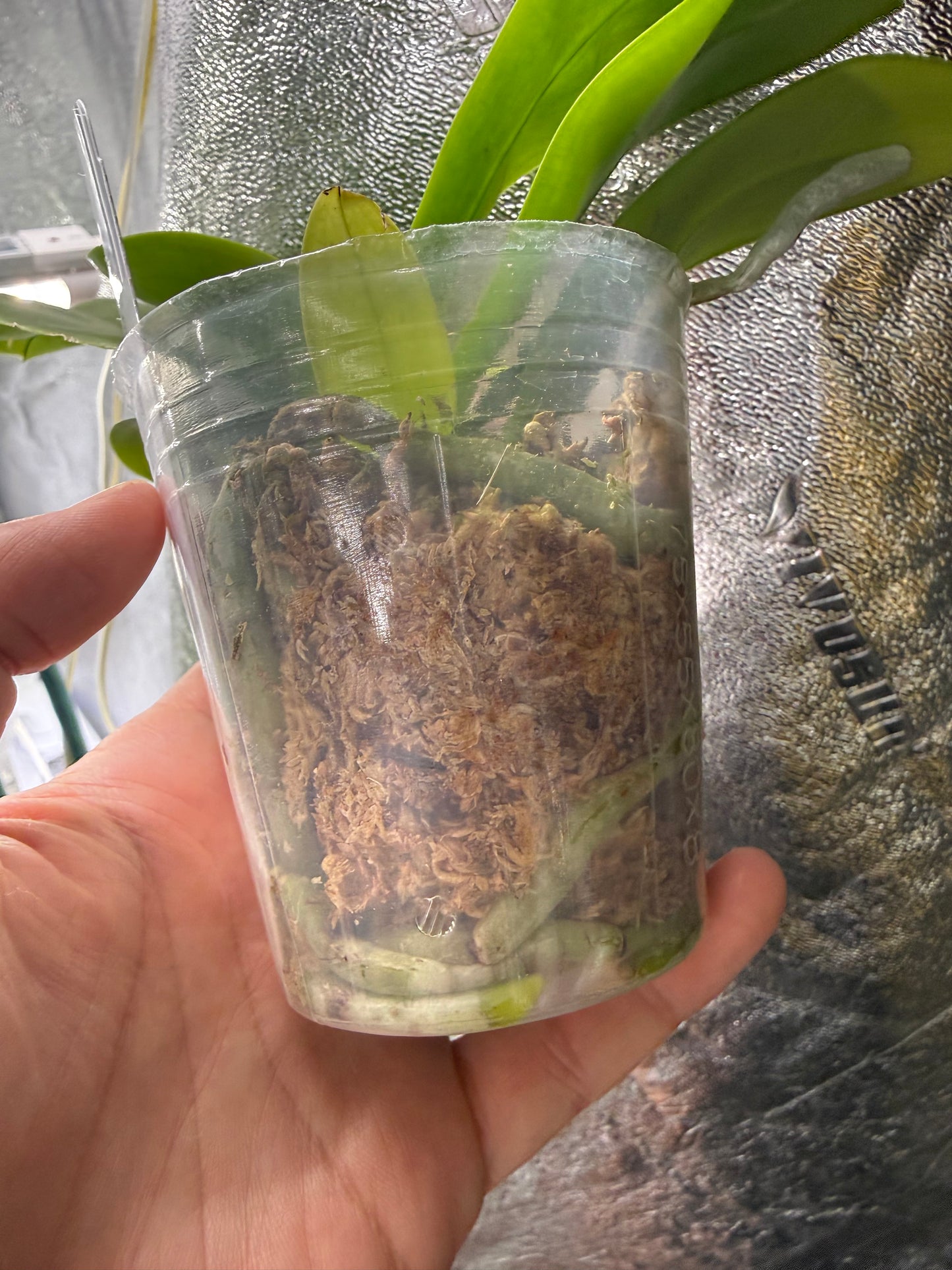 Phalaenopsis BKH 2369