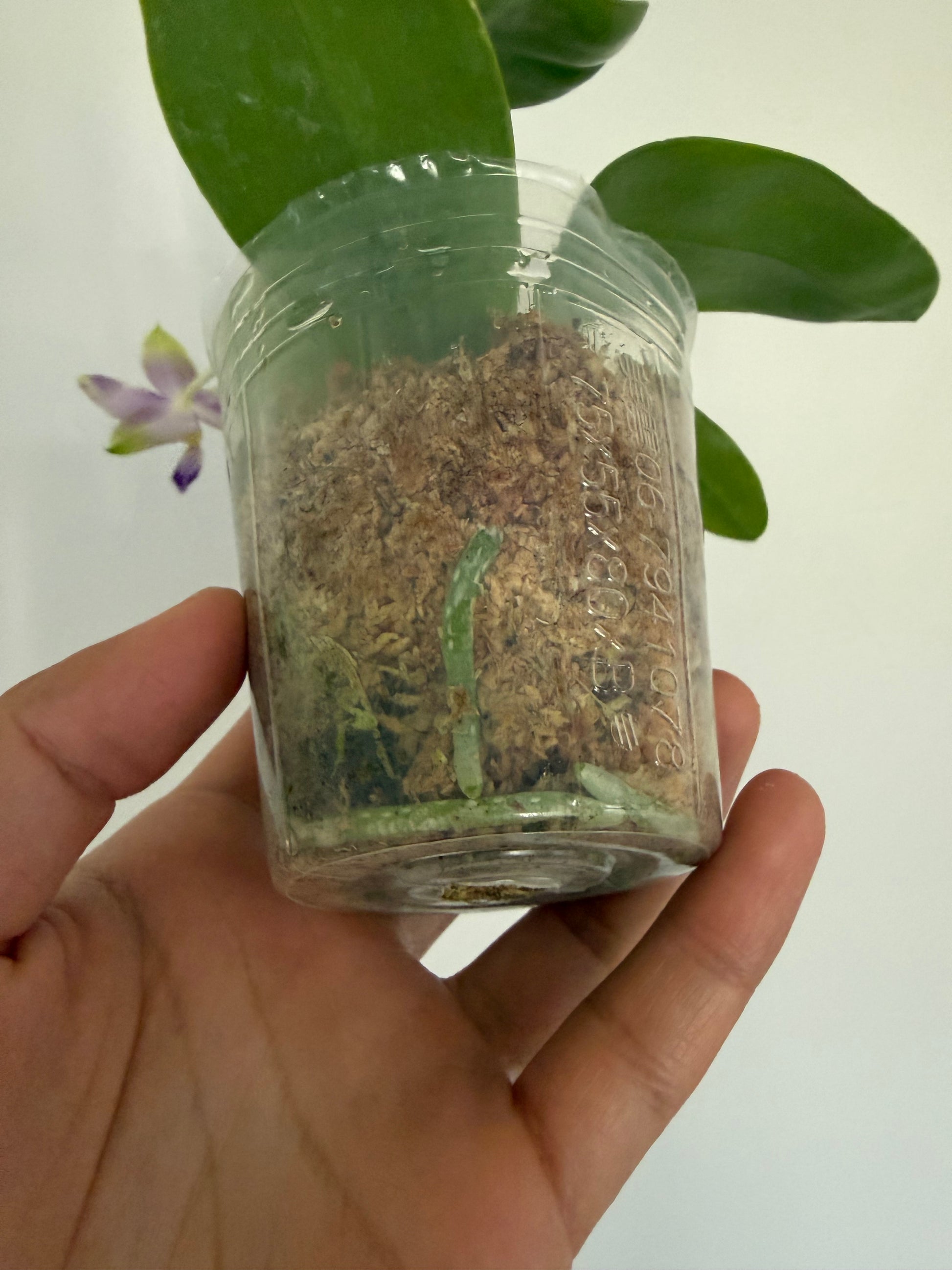 HCorchids