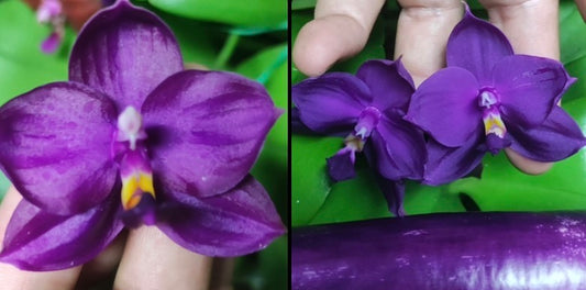 Purple Phalaenopsis orchid flower for home garden
