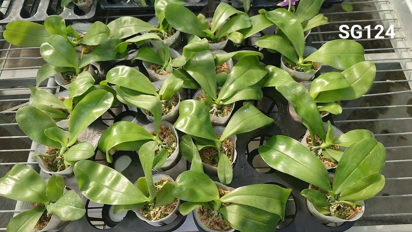 Tray of Phalaenopsis violacea indigo ‘Jiaho Blue Moon’ orchids in 2.5 inch pots, healthy green foliage ready for shipping to plant enthusiasts.