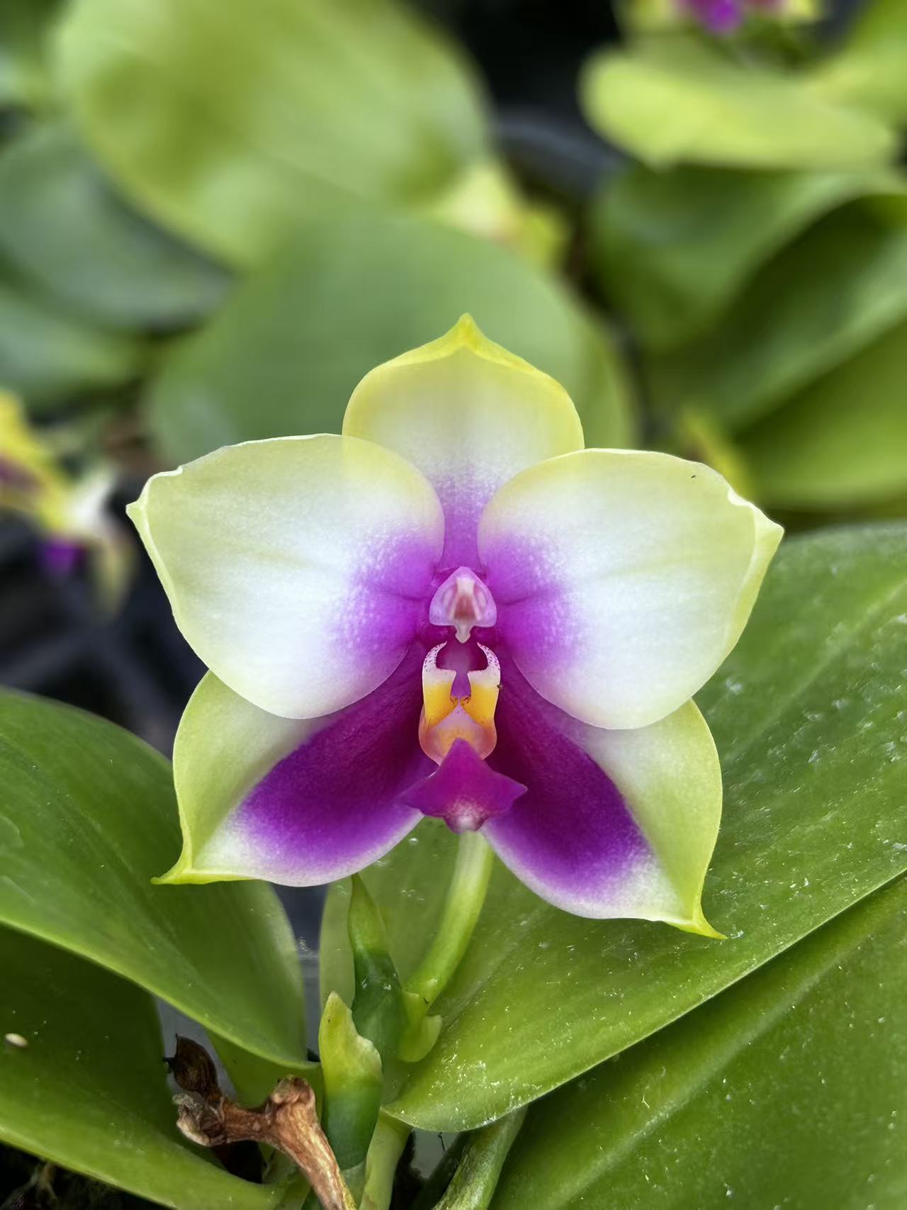 Phalaenopsis (Yaphon Batman X Dragon Tree Eagle "BK#4") X Yaphon Batman "BK's Best"