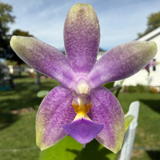CA628 - Phal. Micaels Blue Rock X Phal. (Yaphon The Hulk X Bellina)