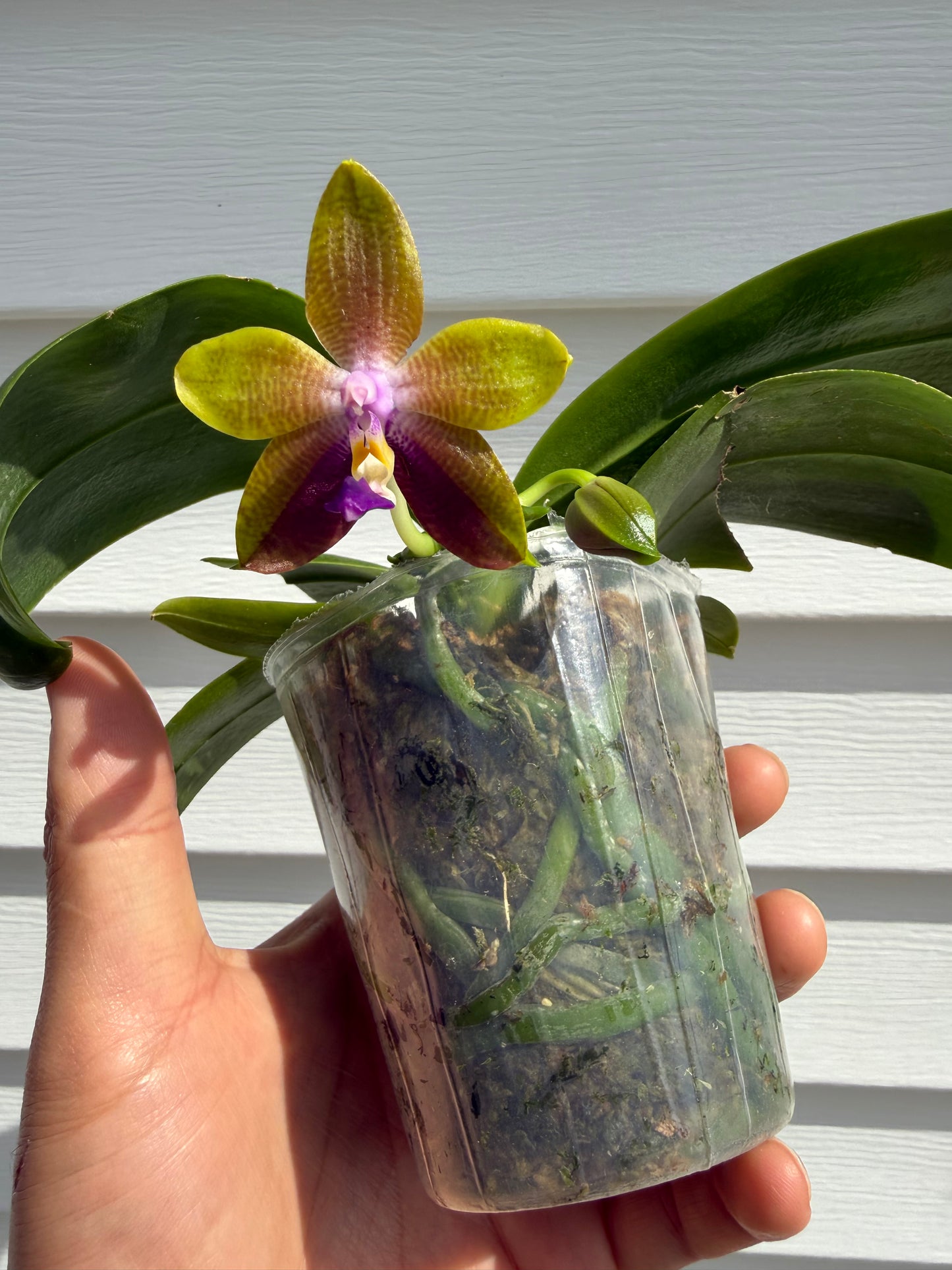 QA081-Phal. Smiley Bluebird x Phal .Mituo Princess 'Blue Jewel'