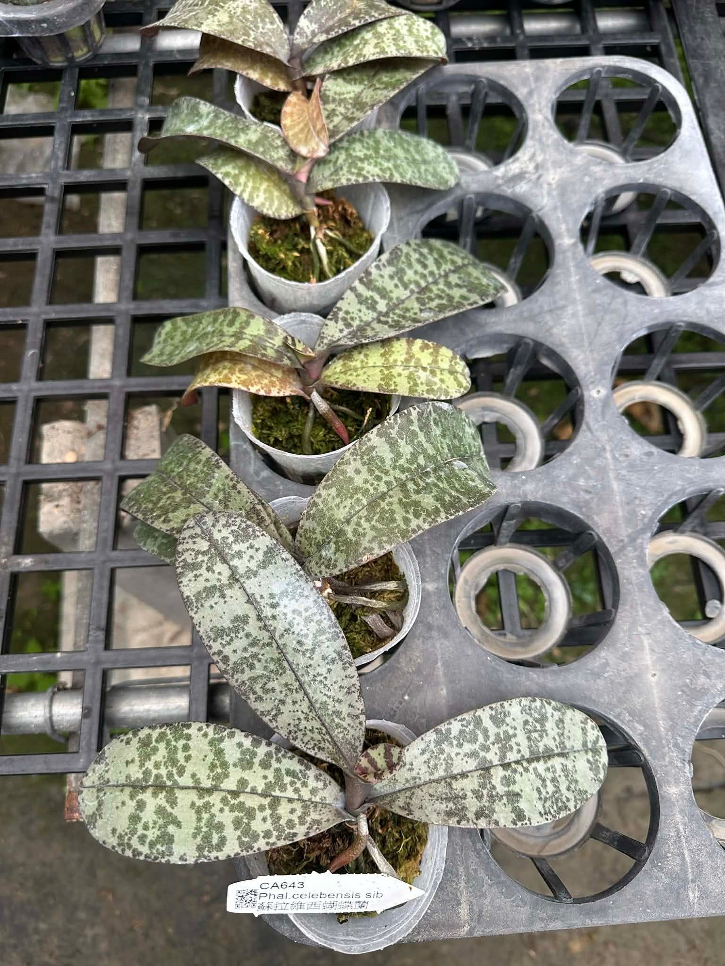 Phalaenopsis celebensis x sib