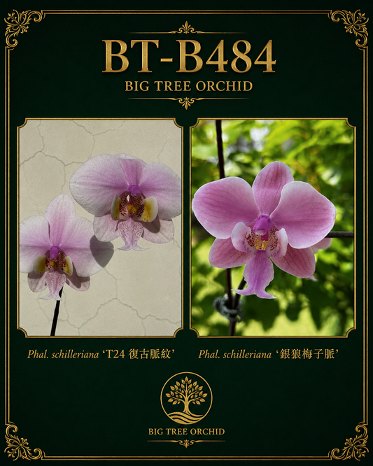 Phalaenopsis schilleriana (复古脈M2 x 银狼梅子脈)